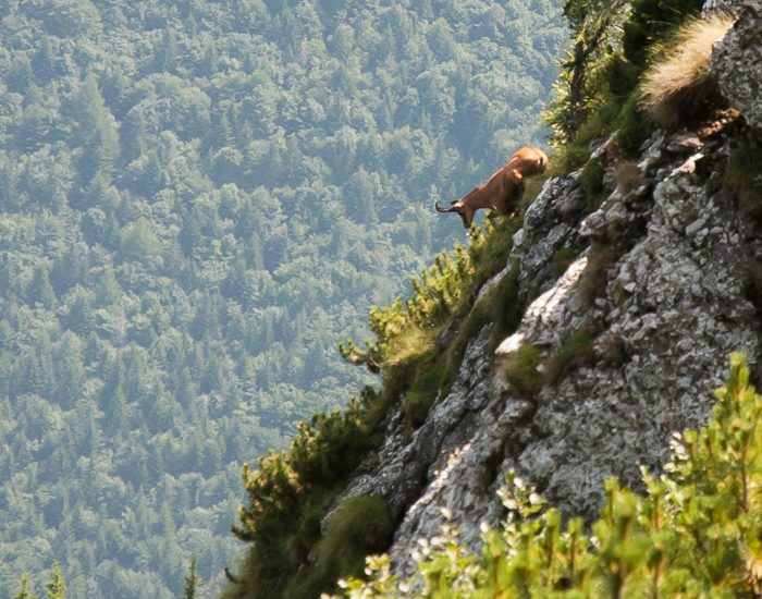 Brana Caprelor, Bucegi