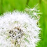 Despre fixuri și Muntele Roșu